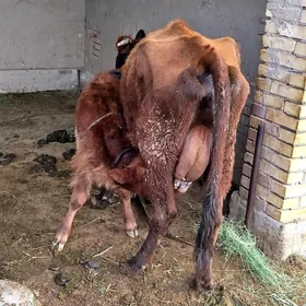 Göleli Sygyr 19 müñ