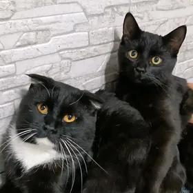 Вислауха большое ️