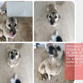 отдам в добрые руки собаку