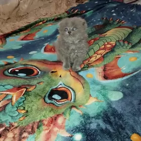 вислоухие котята