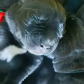 Кане Корсо чистокровные щенки