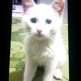 akja pişik akylly 3 aylyk