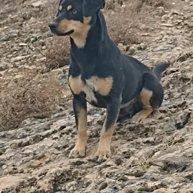 TUZİK CİSTİ ZVANOK