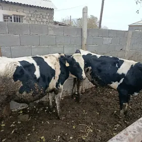 Ala Goliştein Õkiz