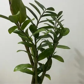 Замиокулькас