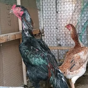 Özbek Taşkent ýumurtga