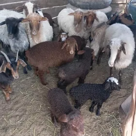 goyun bogaz goyun guzly