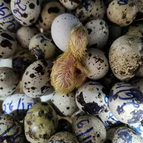 Bedene Ýumurtga Brama Indoutka