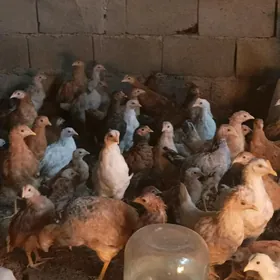 3.5aylk towuk jujeler