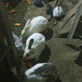 TOWSAN BAR ULY KIÇI