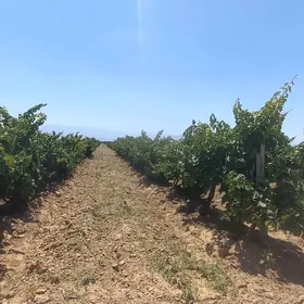 Uzum yer owadandepe 2 Gektar