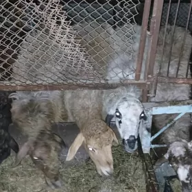 Gisar bakylan goyunlar