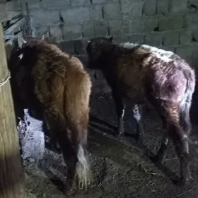 öküzçe tüwe öküz göle