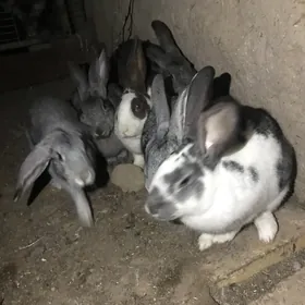 POL WELİKAN ABMEN BAR