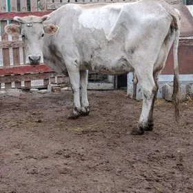 şwes tohum göleli sygyr