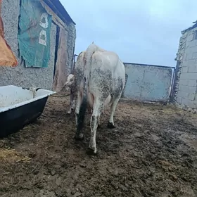 Gibrit Gölely sygyr