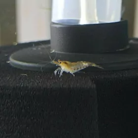 Пресновод.креветки"Неокардины"