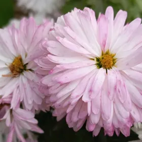 Öýe kömekçi Aýal gerek.