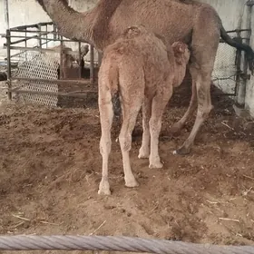 кошекли дуйе