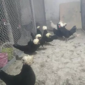 fizan towugyň jüýjesi