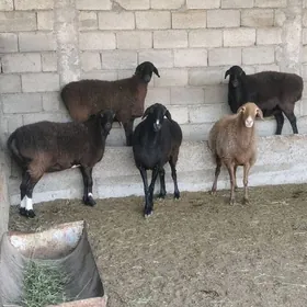 GÌSAR ARASA GOÝUNAR