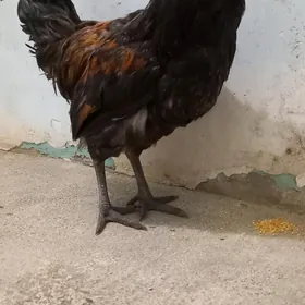 Lakedanz horaz, brama, leggorn