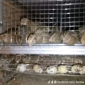 bedene ýumurtgasy bar