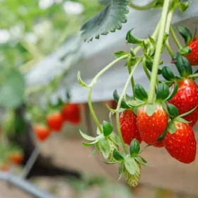 elektrik isgar gerek