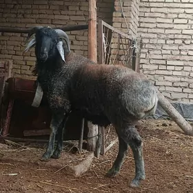 Şerazy koçkar kuzu