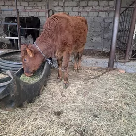 TÜWE YERLI MAL TOHIM