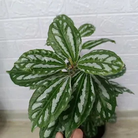 ПИЛЕЯ КАДЬЕ