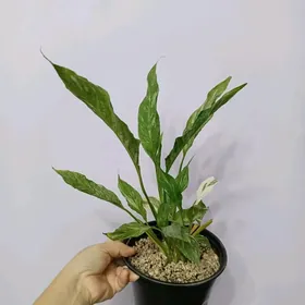 ЖЕНСКОЕ СЧАСТЬЕ