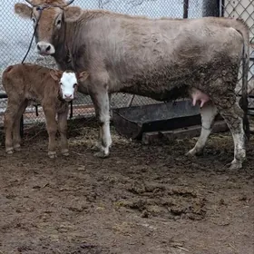 ARGİNAL TOHUM  GÖLELİ SYGYR