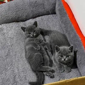 шотланские котята