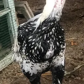 BAYSOW HORAZ 1.5ÝASYNDAN ABMEN