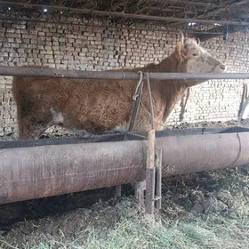 SİMENTAL.   UNAJYN.