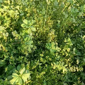 Satlyk Daca yer Дача