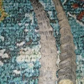 Антика Кейик шахы