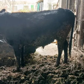 окуз и унажын