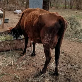 Sygyr 13 müñ manat