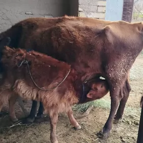 öküz 7 müñ manat