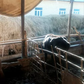 Хожекли сыгыр гунажын