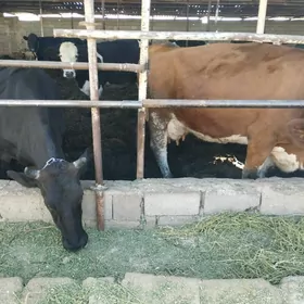 Galystevin Smmental sygyrlar