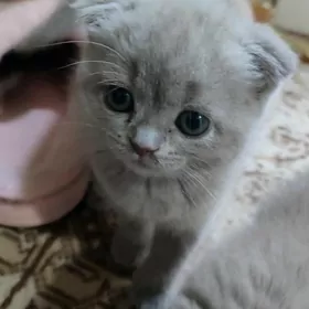 Котята шотландский скотиш фолд