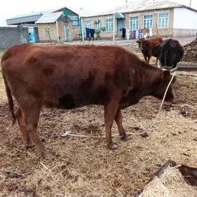 богазсыгыр