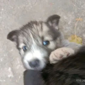 Отдадим в доьрые руки