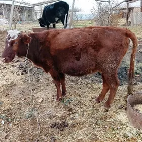 богазсыгыр