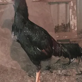 Баес  хораз