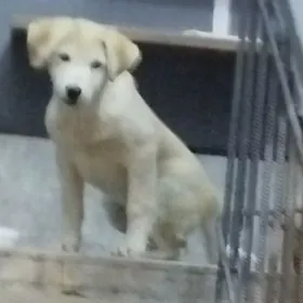 Охрана в дом