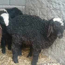 Goyun tokly geçi owlak garaköl